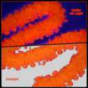 2 x Mega-L Neon Halloween Party Decorations, 26ft Fluorescent Orange Pumpkin Garland Banner Glow in the Dark Party Supplies Cute Hanging Ceiling Decors for Birthday Home Wall Fence Porch Black Light Party