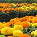2 x Seeds Marigolds Sugar Mix Tagetes Annual Flowers for Planting