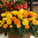 2 x Seeds Marigolds Sugar Mix Tagetes Annual Flowers for Planting