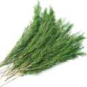 Preserved Real Pine Leaves Branches, 17'' Natural Pine Needles Green Plants, 3.5OZ Greenery Twigs Stems, Evergreen Picks for Christmas Garland Wreath Home Wedding Decor Floral Arrangements