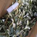 Realead Tall Faux Olive Tree 10ft with with Thick Trunk & Realistic Leaves