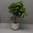 Artificial Potted Plants Indoor,27" Faux Plants Ficus Leaves Trees with Ceramic Pots,Realistic Fake Plant Indoor Potted for Living Room Office Farmhouse Room Bathroom Bedroom Kitchen Plant Decor (Green)