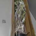 Bellacat Faux Olive Tree 7ftOlive Trees Artificial Indoor with Natural Wood Trunk and Realistic Leaves and Fruits. 7 Feet(84in) Fake Olive Tree for Home House Office Dcor.