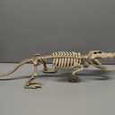 JOYIN 28" Skeleton Crocodiles Halloween Decorations with Posable Joints, Plastic Skeleton for Halloween Party Outdoor Indoor Decor, Spooky Animal Courtyard Yard Patio Lawn Garden Props Decor(1PCS)