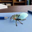 ibasenice 2pcs Realistic Cicada Insect Model Toys for Kids, Lifelike Simulation Cicadas Figures for Insect Theme Party, Home Decoration, Educational Play, 3.34 * 2.75 * 1.18inch