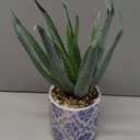 Briful Agave Plants Artificial Succulents Fake Plant in Blue Vase, 9'' Tall Realistic Faux Aloe Vera for Home Decor Indoor Centerpiece Table Kitchen