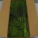 40 Pcs Real Touch Norfolk Pine Branches, Artificial Christmas Green Plants Branch Faux Greenery Stem Fake Pine Picks for Vase DIY Crafts Garland Wreath Xmas Indoor Outdoor Decor(18 Inches)