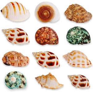 12PCS Natural Hermit Crabs Shell Sea Conch 1.6"-4.3" Large Sizes 9 Types Seashells Turbo for Hermit Crabs Natural Shells Hut for Fish Tank Decor Hide Reptile Hideouts Crustaceans Terrarium Decoration