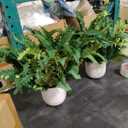 2Pack Artificial Boston Ferns Hanging Plants 23.6'' Fake Silk Fern 50 Leaves That Look Real in Pots for Outdoors & Indoor Faux Potted Plant for Home Porch Patio Garden Decor