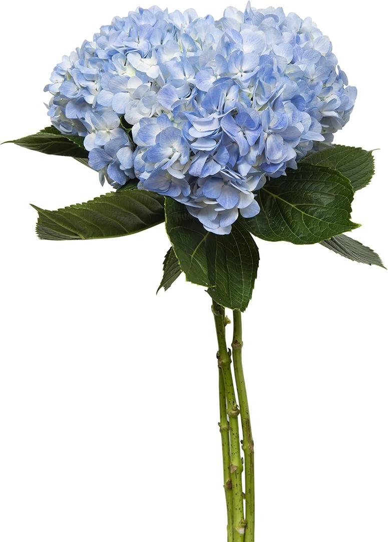 Floral Blue Hydrangea 3 Stem, 1 Ea