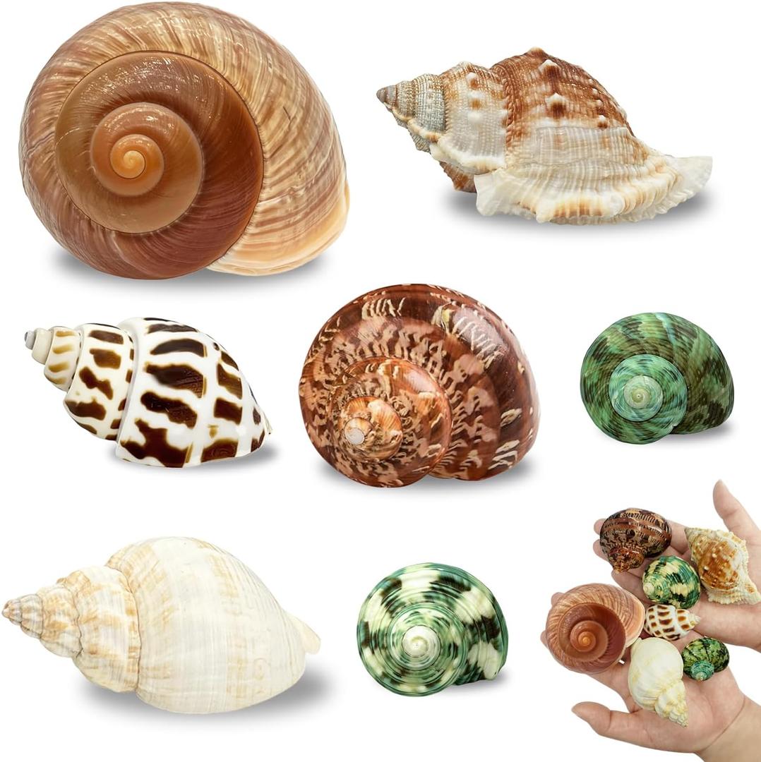 7PCS Medium Large Hermit Crab Shells | Natural Sea Conch Size 2"-2.8" | Mixed Turbo Seashells Set for Small to Medium Hermit Crab Supplies, Saltwater Crab Habitat and Beach Decor Sea Shells
