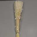 40 Stems Dried White Oat Flowers, 17'' Real Natural Bleached Avena Flowers Wheat Bunch for Wedding Decoration, Flora Boho Dcor, DIY Home Arrangement