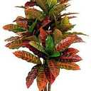 Artificial Croton Plant 40" Tall Fiddle Leaf fig Tree Croton Palm Tree - Green+Red+Yellow+Black