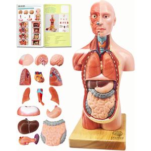 EVOTECH SCIENTIFIC 2026 New Human Body Model for Anatomy, 15 Pcs Removable 11 inch Human Torso Anatomical Model with Heart Head Skull Brain Skeleton, School Medical Education Display