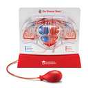 Learning Resources Pumping Heart Model - Science Classroom Must Haves, STEM Student Essentials, Practice Anatomy, Cardiology Artery and Veins Study Tools, Back to School Supplies for Teachers