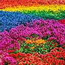 5 x 5200+ Mix Creeping Thyme Seeds for Planting - Drought-Tolerant, Perennial Ground Cover, Attracts Pollinators, Low-Maintenance (EXP 11/25/26)