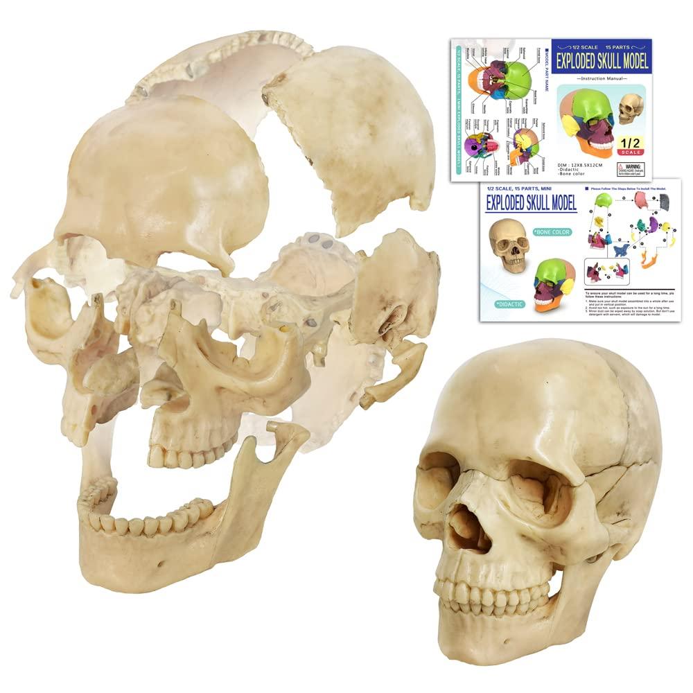 Mini Skull Anatomy Model, 15 Part Detachable Exploded Skull Puzzle Medical Skull Anatomical Model for Anatomy and Physiology Learning Teaching or Display, Colored Study Manual Included