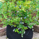 20 Gallon Grow tub with Labels 18 1/4*18 1/4* 14 1/2