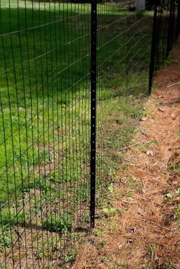 Black Fence