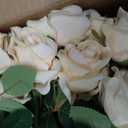 50PCS Artificial Champagne Roses Bulk Realistic Fake Flowers with Long Stem
50 Realistic Silk Champagne Roses with Flexible Long Stems for Wedding Bouquets, Centerpieces, Valentine's Day and DIY Decor