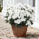 Coferset 30 Blooms White Geraniums Artificial Flowers for Outdoor, 6 Bundles Velvet Realistic Faux Geraniums for Garden Planters, UV Resistant Faux Flowers for Garden, Porch Decor(6, White)