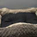 JOEJOY Rectangle Dog Bed for Large Medium Small Dogs - Washable Orthopedic Sofa Bed, Soft Breathable Puppy & Pet Cuddler, Durable Calming Dog Bed with Anti-Slip Bottom, Multiple Sizes, Beige