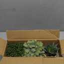 Set of 3 Assorted Small Potted Succulent Plants Fake Aloe String of Pearls Hops Succulents in Gray Geometric Concrete Ceramic Pots for Gifts Modern Home Office Desk Table Indoor Outdoor Greenery Decor