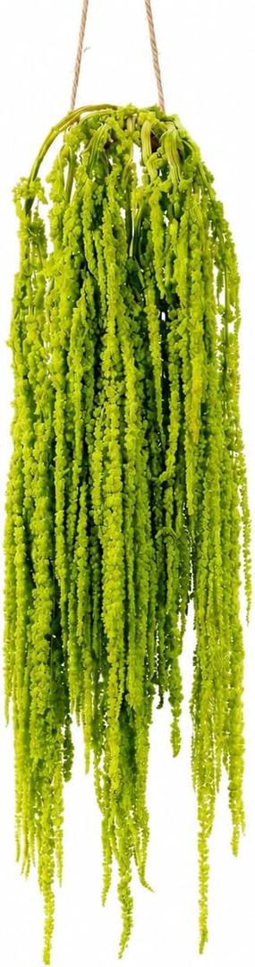 Silva Loup 12pcs Natural Dried Wisteria Hanging Flowers, 30" Preserved Amaranthus Cascading Vines, Real Dried Floral Stems for Wedding Arch, Bouquet, Wall Decor & Boho Home Decor