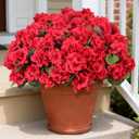 12 Pcs Artificial Flowers for Outdoors, Faux Silk Geraniums Flowers UV Resistant Fake Flowers Outdoor Plants for Front Porch Yard Patio Garden Home Decor (12, Red)