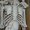 UMEELR 5.4FT Halloween Skeletons, Full Size Skeleton with Skeleton Dog, Plastic Life Size Human Skeletons for Halloween Graveyard Haunted House Party Decoration