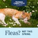 PetArmor CAPACTION (nitenpyram) Oral Flea Treatment for Cats, Cat Flea Treatment Pill, Fast Acting Tablets Start Killing in 30 Minutes, 2-25 lbs, 6 Doses