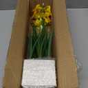 Yellow Daffodils Artificial Flowers In Wood Planter Pot, Small Fake Potted Daffodils Plants Spring Floral Arrangements, Silk Daffodil Faux Spring Flowers for Living Room, Entryway, Bathroom Decor