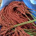 Suncalla 20 Pcs Burgundy 4 Pcs 35" Amaranthus Artificial Flowers
