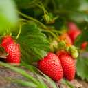 Bonnie Plants Strawberry, Live Plants, with Miracle-Gro Pour & Feed Singles Ready-to-Use Plant Food, 4-Pack, Great for Containers, Raised Beds, and In-Ground Gardens, 19.3 oz.