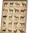HYBLOM Rustic Types Of Deer Metal Sign, Vintage Farmhouse Wall Art Tin Sign - Hunting Decor & Educational Poster for Home, Man Cave, and Bar 8x12 Inches