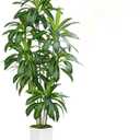 Dracaena Plant Artificial Tree 7Ft Tall Fake Tropical Floor Plants Potted (Real Touch) Artificial Silk Tree Leaf Faux Trees White Tall Planter for Home Office Living Room Indoor Outdoor Decor