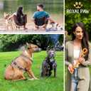 ROYAL-PAW Dog Tie Out Stake - for Large Dogs up to 210 lbs - Heavy Duty Dog Stake for Yard, Beach & Camping Outside - Best in Ground Anchor for a Dog Cable, Leash, Lead Tether (1, Royal Orange)