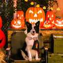 Maca Bates Halloween Collars for Dogs Cotton Soft Pumpkin Dog Collar with Metal Buckle Dog Collar with Bow Tie Adjustable for Small Medium Large Dog