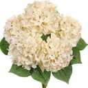 Hollyone Beige Hydrangea Artificial Flowers Large Artificial Hydrangeas Silk Flowers for Home Decor Indoor Wedding Flowers Bouquets Faux Flowers Kitchen Centerpiece Table Decorations