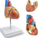 NEW HORIZON 2-Parts Life Size Human Heart Anatomical Model,48 Accurate Numbered Structures Cardiac,Anatomy Model,Number Manual,Magnets,Display Base,for Classroom Cardiology Resuscitation mannequins