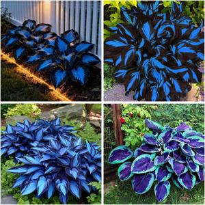 285+ Hostas Seeds Dark Blue for Planting-Hostas Seeds Blue Perennials- Rare Hosta Seed Midnight Blue Plants Non-GMO Heirloom for Outside Garden Home