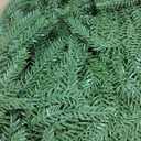 Hananona 2 Pcs 6 Ft Artificial Norfolk Pine Garlands, Real Touch Winter Pine Garland, Green Artificial Greenery Garland for Table, Mantle, Wall, Indoor, Outdoor Christmas Decorations (2, 6 FT)