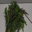 Wsorik 4 Pcs 36" Realistic Norfolk Pine Branches - Artificial Real Touch Christmas Pine Stems Picks Greenery Fake Cedar Pine Branch for Vase DIY Crafts Wreaths Garland Xmas Indoor Outdoor Home Decor