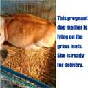 Hamiledyi Rabbit Grass Mat Bunny Natural Straw Woven Bed Small Animal Cages Hay Mat Sleeping Chewing Nesting and Toys for Guinea Pig Chinchilla Squirrel Hamster Cat Dog (18pcs Rabbit Grass Mat)