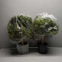 JUSTOYOU 24.5''T Artificial Boxwood Ball Topiary Tree, Set of 2 Bushes Potted Plants for Porch Outdoor or Indoor, Home Decor UV Resistant
