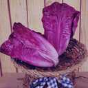 Alipis Artificial Vegetables Purple Lettuce Faux Plants for Table Home Decor Realistic Pu Simulation Fake Lettuce Model for Kitchen Display and Educational Use