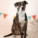 Lionheart glory Dog Collar, Cute Dog Bow Collar Boy Girl Dog Collars with Bow Adjustable Dinosaur Bowtie Collar for Medium Dogs Pet Gift Spring Summer Collars (Medium (Pack of 1)