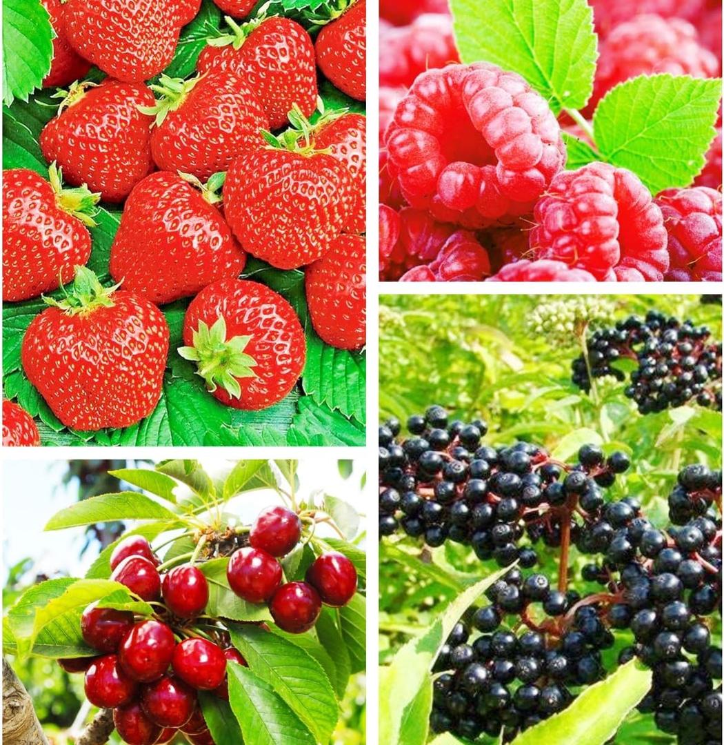 Berry Seeds Variety Pack, 310 Seeds Total, Non-GMO Strawberry, Raspberry, Elderberry, Cherry Mix for Home Garden, Easy to Plant