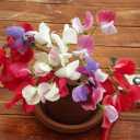 9 x 20+ Seeds Fragrant Sweet Pea Mix - Flower Multicolor