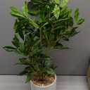 Artificial Potted Plants Indoor, 27" Faux Plants Ficus Leaves Trees with Ceramic Pots, Realistic Fake Plant Indoor Potted for Living Room Office Farmhouse Room Bathroom Bedroom Kitchen Plant Decor